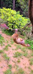 Baby monkey cute animals 12