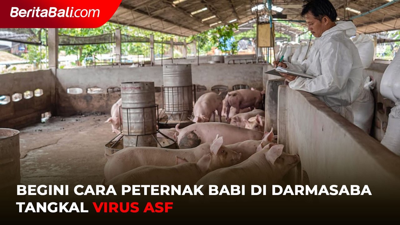 Begini Cara Peternak Babi di Darmasaba Tangkal Virus ASF