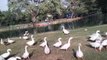 Goose Sounds For Dogs | Goose Noises Video By Kingdom Of Awais