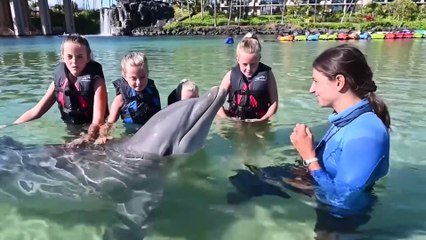 Por Qué el Mundo Debería Temer a los Delfines y no a los Tiburones