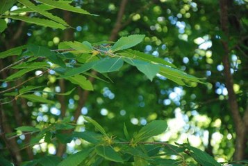 GAL ARISINA KARŞI 'TERMİNATÖR' BÖCEKLER ORMANLARA SALINDI