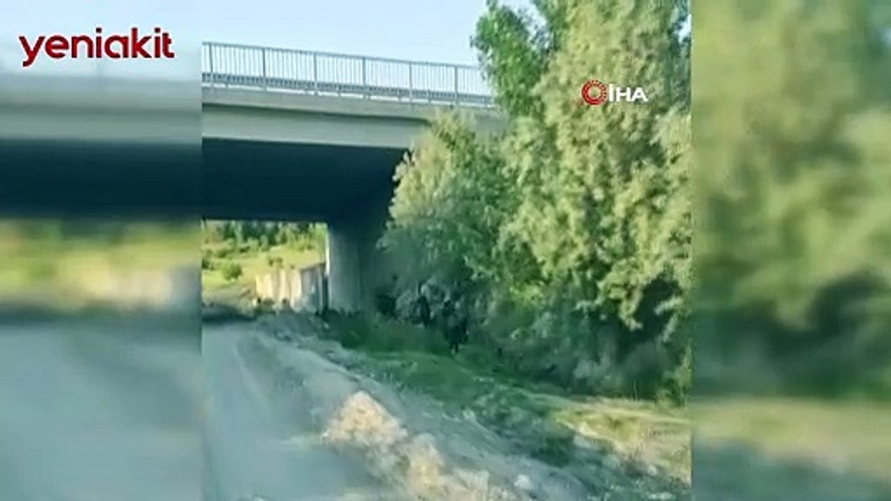 D100 karayolunda şaşırtan görüntü! Domuz sürüsü böyle görüntülendi