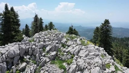 KAHRAMANMARAŞ - Koruma altındaki "ayı gülü" çiçek açtı