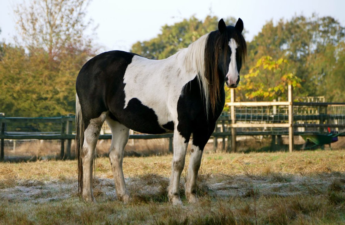 Des chevaux gèrent vos e-mails pendant que vous...