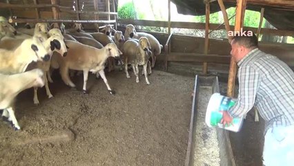 Osmaniyeli Besici: Samanın Kilosu 85 Kuruştan 2,5 Liraya Çıktı. Ne Yedirelim Bu Hayvanlara