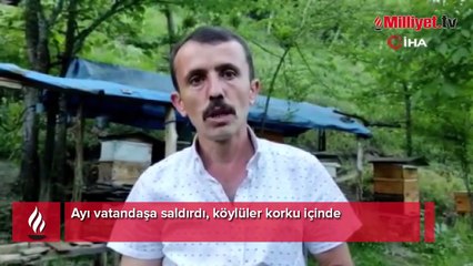 Bartın’da ayı saldırısı! Köy halkı korku içinde