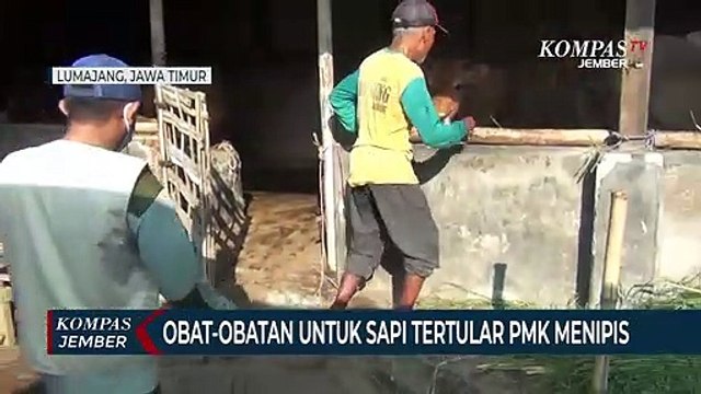 Stok Obat untuk Sapi Tertular PMK Menipis, Peternak Gunakan Jamu Herbal