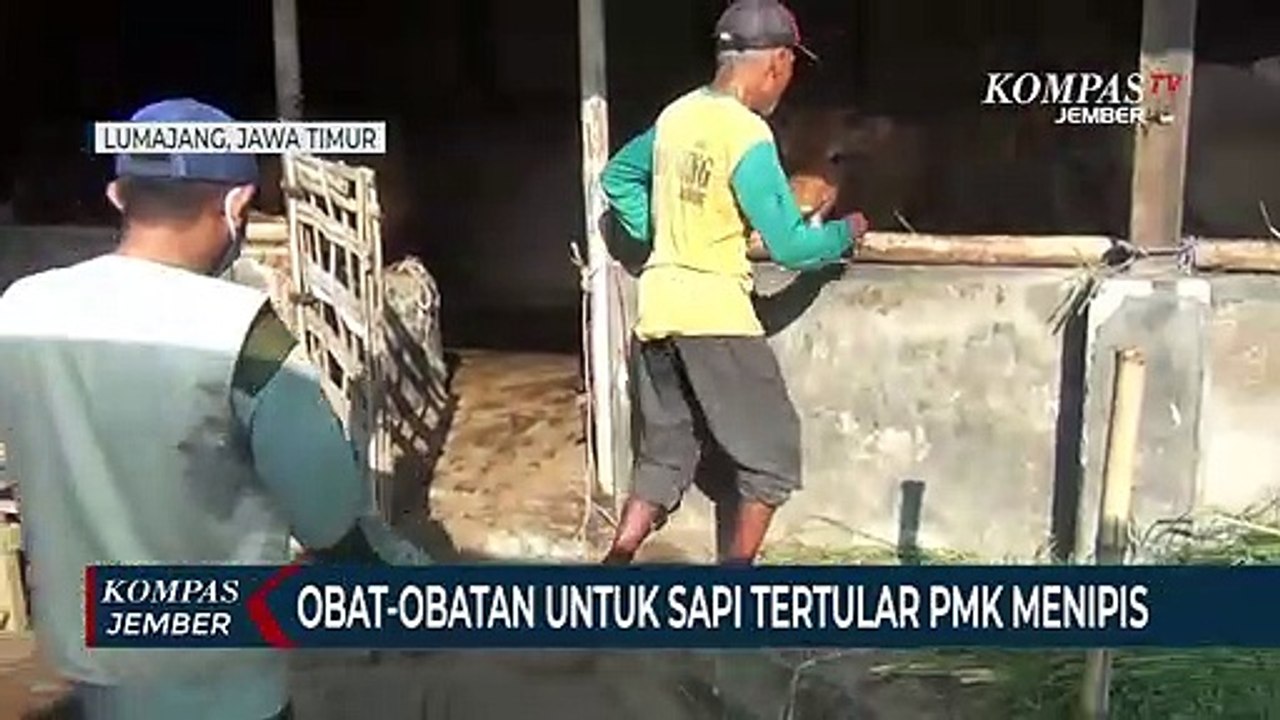 Stok Obat untuk Sapi Tertular PMK Menipis, Peternak Gunakan Jamu Herbal