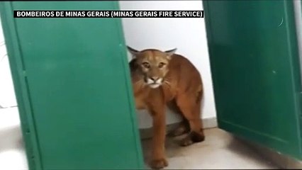 العثور على بوما في حمام مدرسة ابتدائية في البرازيل