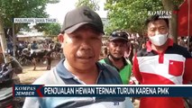 Penjualan Hewan Ternak di Pasuruan Menurun Drastis Karena Wabah PMK