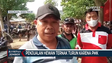 Download Video: Penjualan Hewan Ternak di Pasuruan Menurun Drastis Karena Wabah PMK