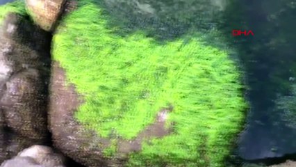 İzmir körfezi'nde neler oluyor: Büyük istila başladı