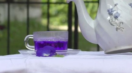 চা প্রেমীদের মন জয় করেছে এই ব্লু পিয়া নীল চা |Oneindia Bengali