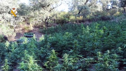 Скачать видео: 'Cultivo de guerrilla': localizan una enorme plantación de marihuana escondida en la Sierra