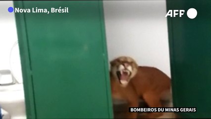 Brésil: un puma dans les toilettes d'une école primaire
