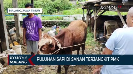 Puluhan Sapi di Sanan Malang Terinfeksi PMK