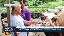 Pengakuan Peternak di Kota Malang, Sapi Terinfeksi PMK Diburu Tukang Jagal