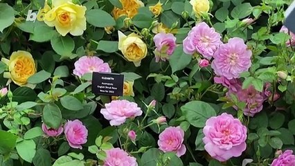 Rose Named Elizabeth After the Queen at Chelsea Flower Show