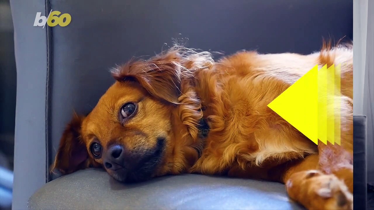 Your Dog’s Depression and How to Recognize It