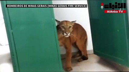 العثور على بوما في حمام مدرسة ابتدائية في البرازيل