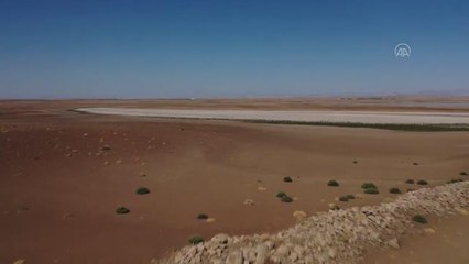 DİYARBAKIR - Devegeçidi Baraj Gölü canlılar için yeniden yaşam alanı oldu