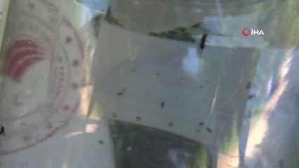 (BARTIN)Terminatör böcekler 'Gal Arısı' ile mücadele edecek