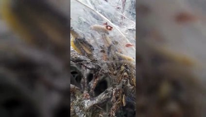 Micro ermine moth caterpillars spotted near Car Dyke in Bourne