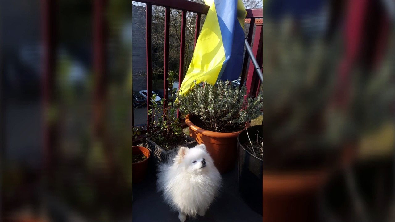 Archie, the Pomeranian, quarantined in Aberdeen after his owner fled Kyiv
