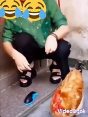 Funny chicken || chicken pretends to be dead