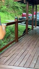 Black Bear Keeps People on Their Toes