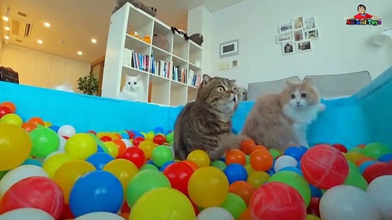 Lagu Anak Terpopuler |Kucingku telu kabeh lemu lemu | Kucing lucu meong meong