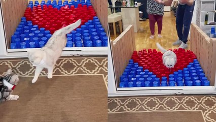 'Cats have hilariously different approaches to playing the 'long jump' game '