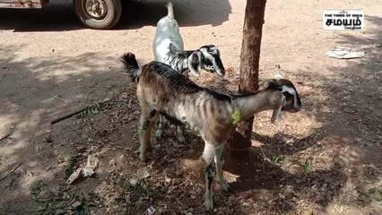 ஆட்டுக்குட்டிகள் திருடிய நபர்; கையும் களவுமாக பிடித்த பொதுமக்கள்!