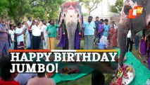 WATCH | Elephant 20th Birthday Celebration At Tamil Nadu Temple