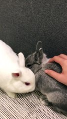 I love you  my babies ..#kiwinoina#rabbit #rabbitofinstagram #bunny #bunnyofinstagram #bunnyofig #กระต่าย #กระต่ายน่ารัก #petlovers #freeroamrabbit #兔子 #うさぎ #토끼