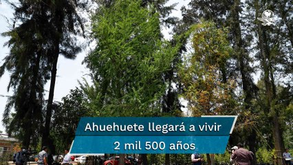 Este es el Ahuehuete que embellecerá la Glorieta de la Palma