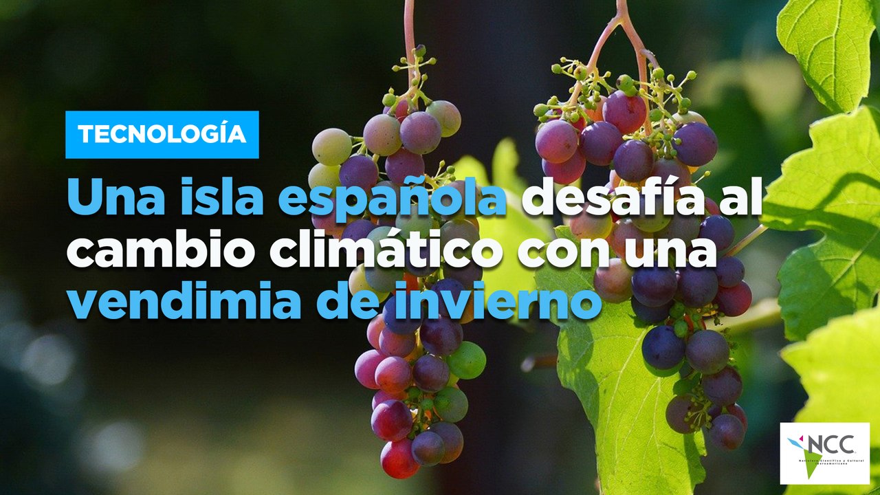 Una isla española desafía al cambio climático con una vendimia de invierno
