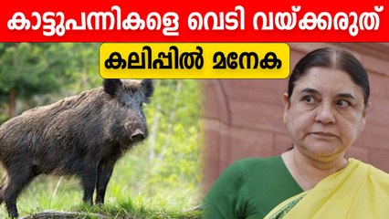 കേരളത്തിലെ കാട്ടുപന്നി വെടി വയ്പ്പിനെതിരെ മനേക | OneIndia Malayalam