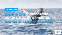 Ballena gris, amenazada por escasez de alimentos debido al cambio climático
