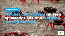 Millones de cangrejos mueren aplastados en Cuba durante sus migraciones