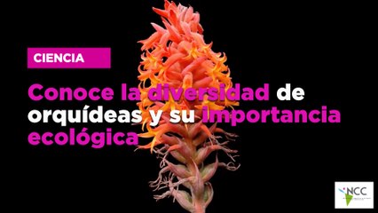 Conoce la diversidad de orquídeas y su importancia ecológica