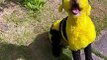 Dog Disguised as a Bumble Bee