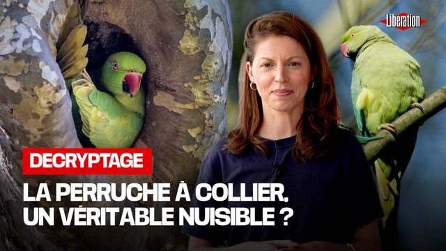 Pourquoi l'invasion des perruches à collier n'est pas une fatalité