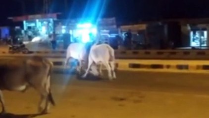 Watch Video: सांडों की भिड़ंत से मची अफरा तफरी