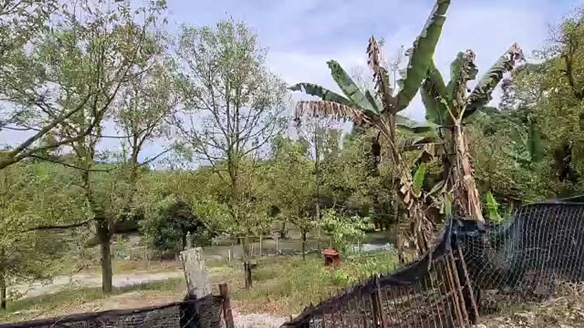 虫药难抑制．落叶不开花．结果量大减 介壳虫侵袭 片甲不“榴”