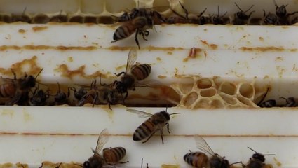 Honeybees are nature’s meteorologists