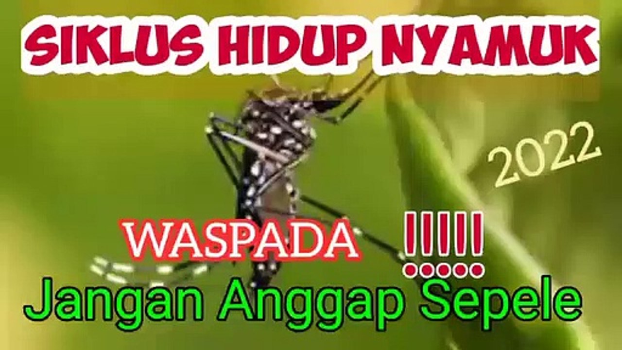 SIKULUS HIDUP NYAMUK