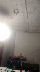 Waspada dengan mahluk ini !!