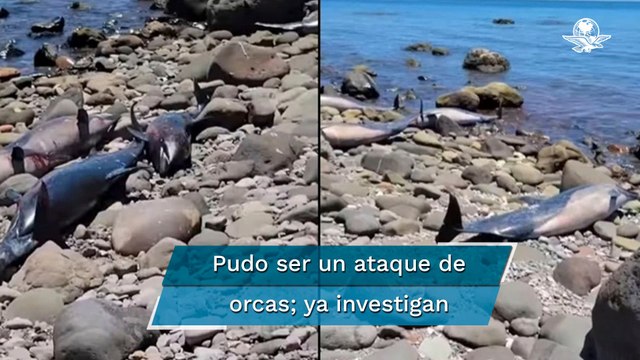 Reportan varamiento de delfines en La Paz, Baja California Sur
