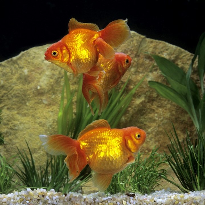 Haustier-Goldfische sollen Biodiversität bedrohen